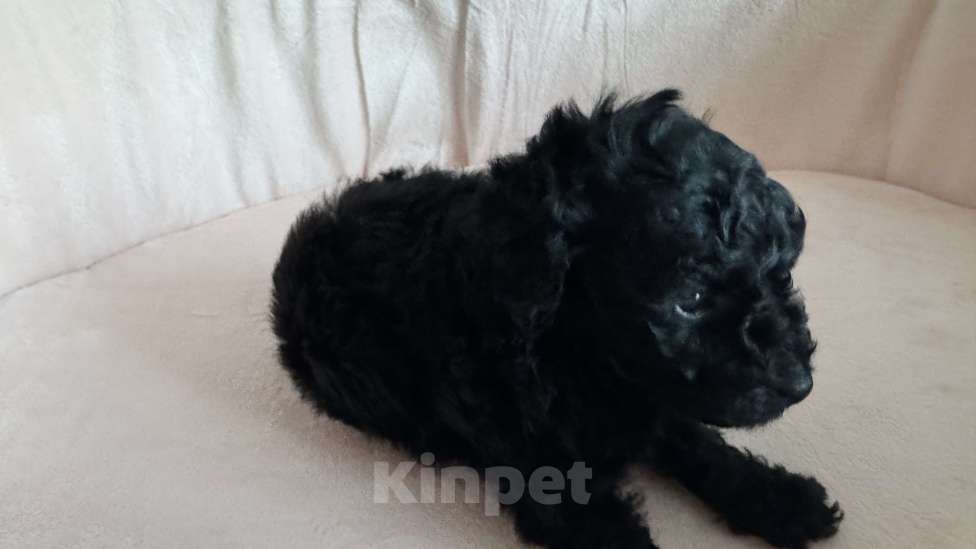 Собаки в Москве: Пудель миниатюра Мальчик, Бесплатно - фото 5