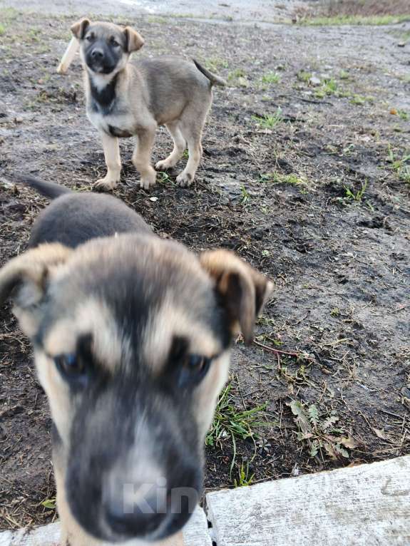 Собаки в Самаре: Отдам бесплатно  Девочка, Бесплатно - фото 7