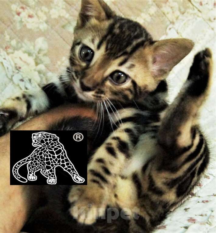 Кошки в Хабаровске: Бенгальский котенок. Профессиональный Питомник. Мальчик, Бесплатно - фото 7