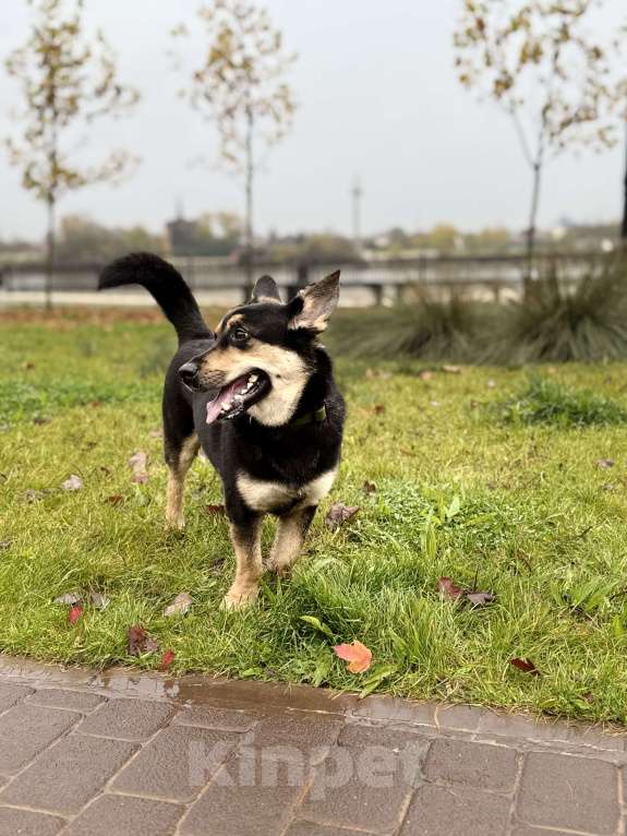 Собаки в Краснодаре: ПОТЕРЯЛАСЬ СОБАКА!!! Мальчик, 5 000 руб. - фото 1