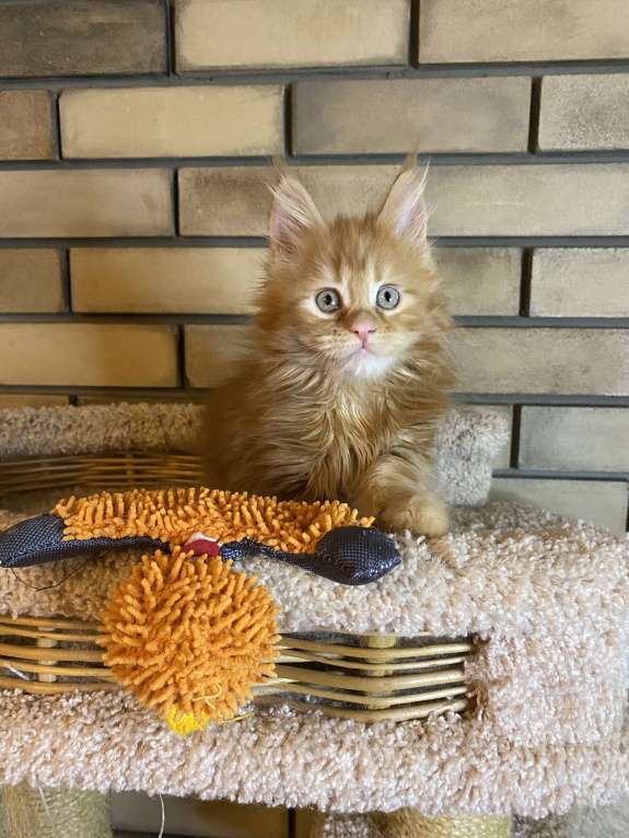 Кошки в Москве: Мейн кун котята Мальчик, 50 000 руб. - фото 3