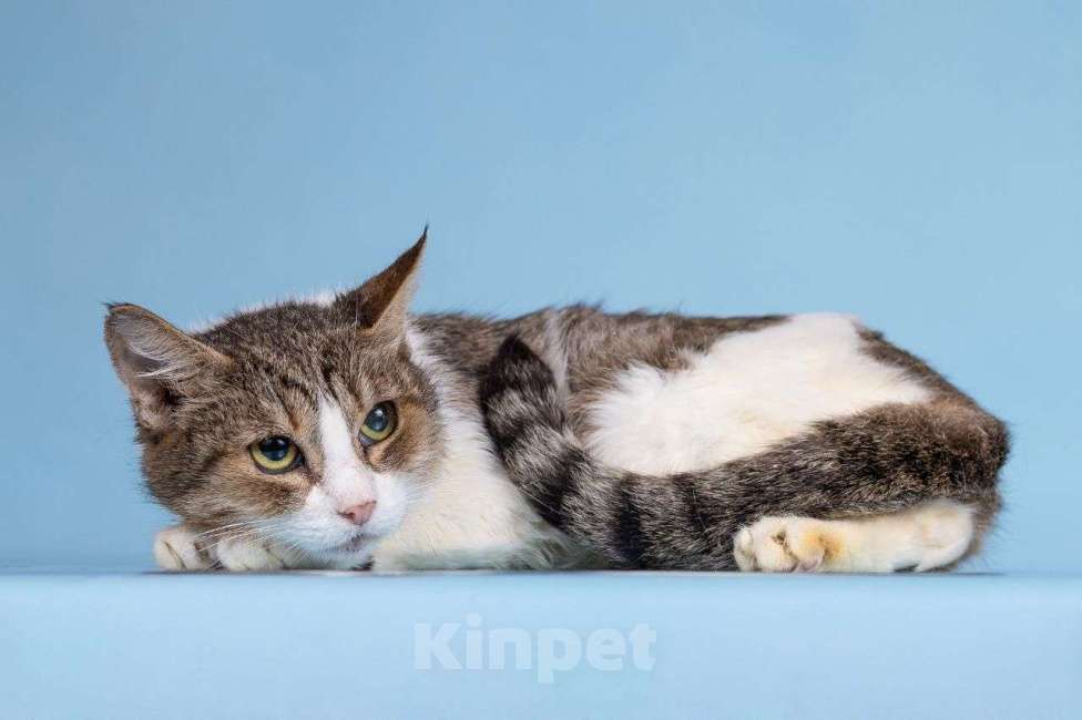 Кошки в Москве: Кошечка Каберне мечтает о семье 🤍 Еще никогда в жизни ее не любили по-настоящему Девочка, Бесплатно - фото 2