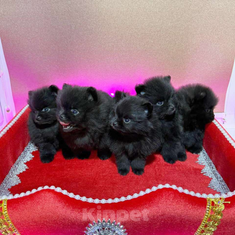 Собаки в Москве: Щенки померанский шпиц, кобель, черный Мальчик, 100 000 руб. - фото 4