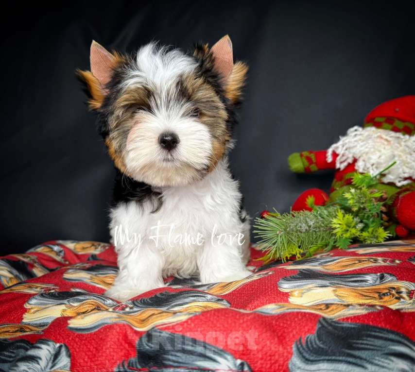 Собаки в Краснодаре: Мальчик Бивер, Документы РКФ Мальчик, 40 000 руб. - фото 4