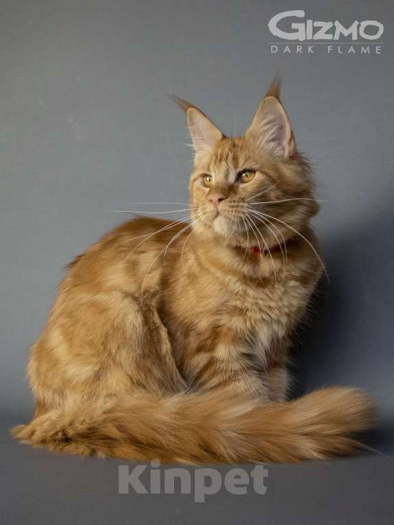 Кошки в других городах Воронежской области: Gizmo Dark Flame Девочка, 50 000 руб. - фото 10