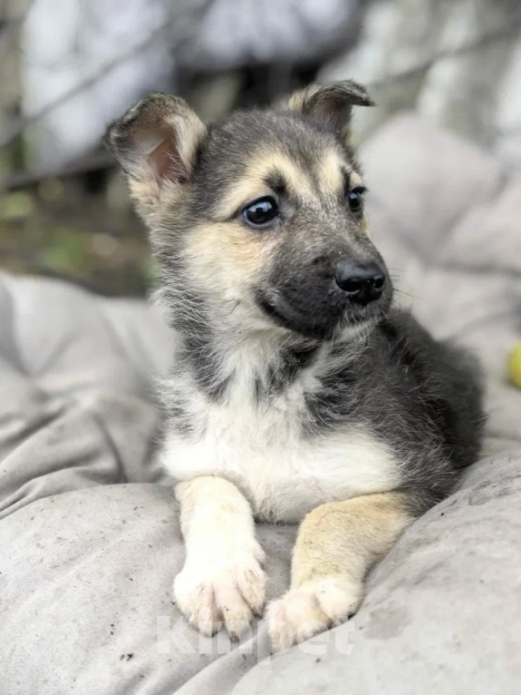 Собаки в Лосином-Петровском: Селин из ппбж Якутска Девочка, Бесплатно - фото 1