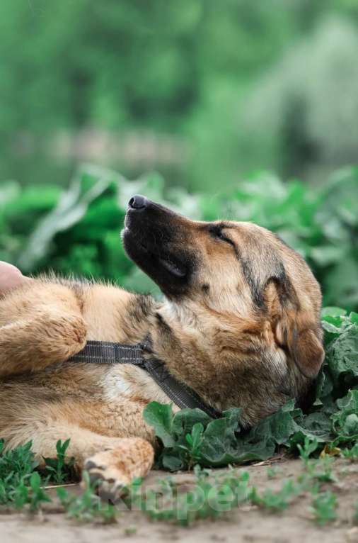 Собаки в Москве: Куки осталась одна из щенков, кого не забрали из приюта Девочка, Бесплатно - фото 8