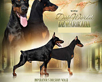 Собаки в Зеленограде: Кобель коричневая лента  Мальчик, 100 000 руб. - фото 2