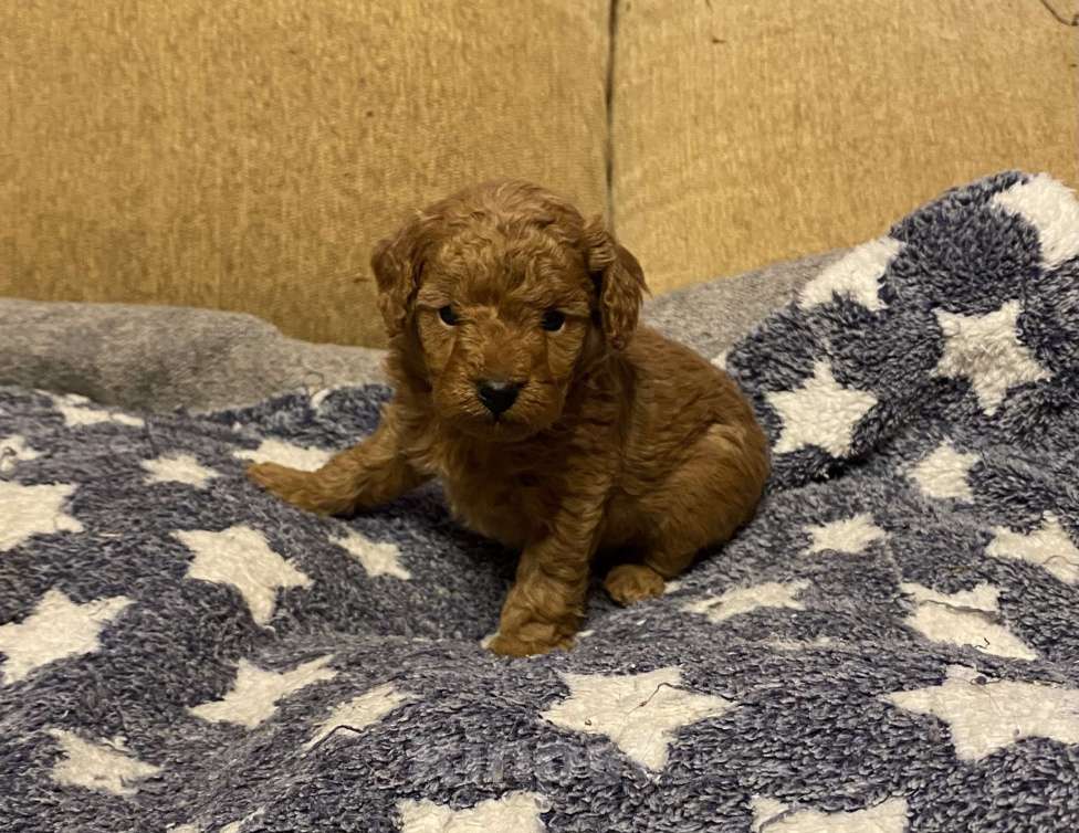 Собаки в Санкт-Петербурге: Шикарный мальчик той пудель ред броун Мальчик, Бесплатно - фото 4