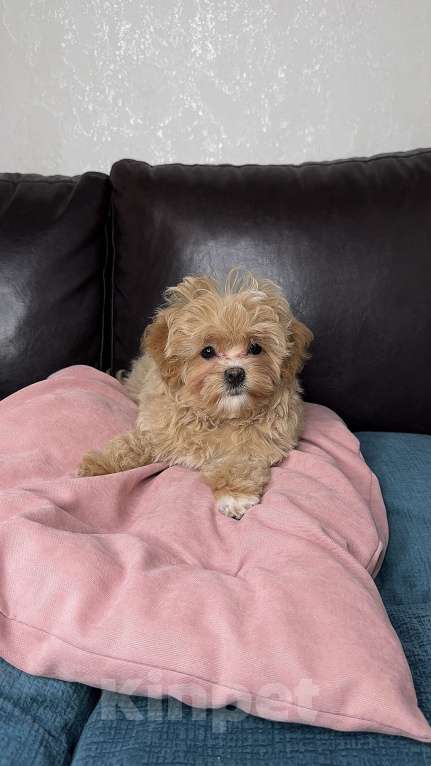 Собаки в Москве: Мальтипу f1 девочка Малинка  Девочка, 230 000 руб. - фото 7