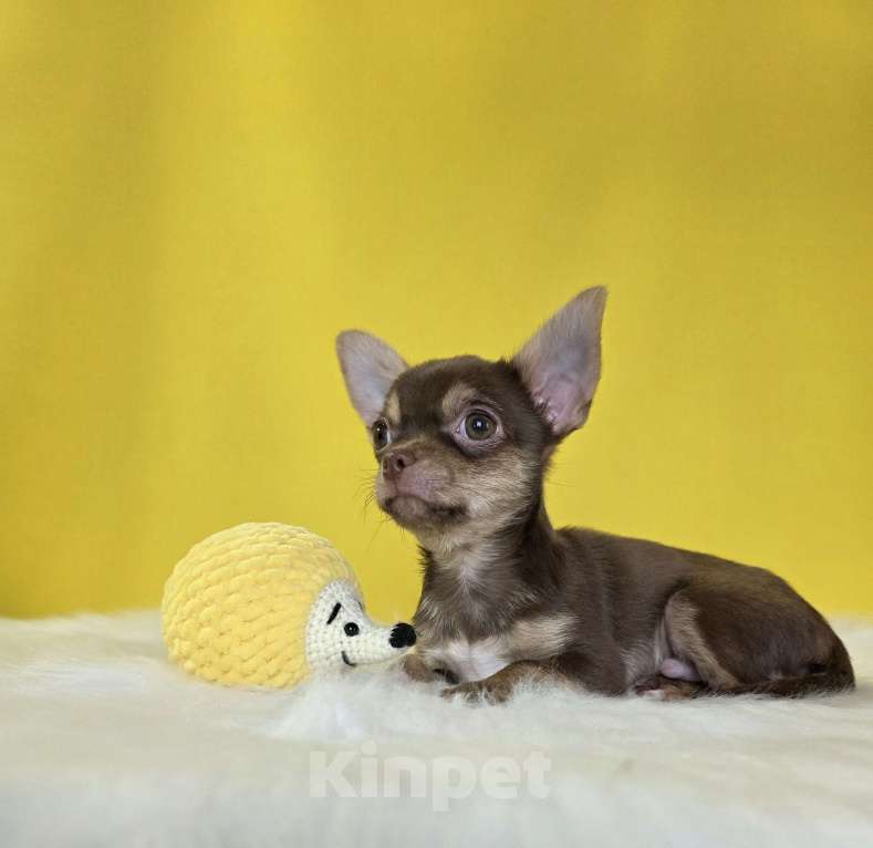 Собаки в Балашихе: Алистер Мальчик, 40 000 руб. - фото 1