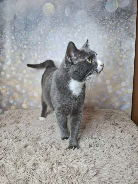 Кошки в Москве: Кот бело-голубого в добрые руки Мальчик, Бесплатно - фото 9