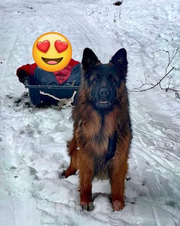 Собаки в Москве: Элитные щенки немецкой овчарки длиношерстные Девочка, 40 000 руб. - фото 4