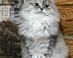 Кошки в Москве: Серебристая девочка Девочка, Бесплатно - фото 1