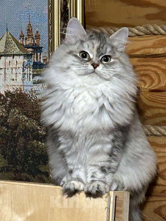 Кошки в Москве: Серебристая девочка Девочка, Бесплатно - фото 1