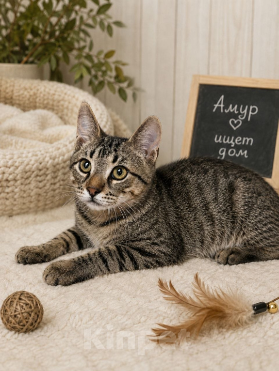 Кошки в Москве: Котенок Амур ищет дом Мальчик, Бесплатно - фото 2