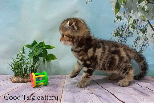 Объявление: Вислоухая малышка Дарина, 25 000 руб., Москва