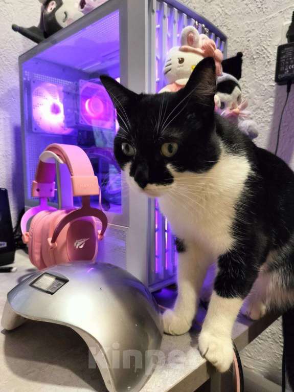 Кошки в других городах Алтайского края: Потерялся Тофик Мальчик, 10 000 руб. - фото 2