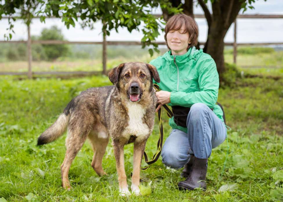 Собаки в Москве: Спокойный, миролюбивый мальчик ищет семью. Собака-компаньон Мальчик, Бесплатно - фото 8