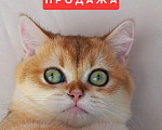 Кошки в Краснодаре: Шотландская прямоухая золотая девочка Девочка, 30 000 руб. - фото 1