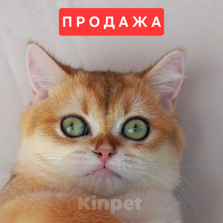 Кошки в Краснодаре: Шотландская прямоухая золотая девочка Девочка, 30 000 руб. - фото 1