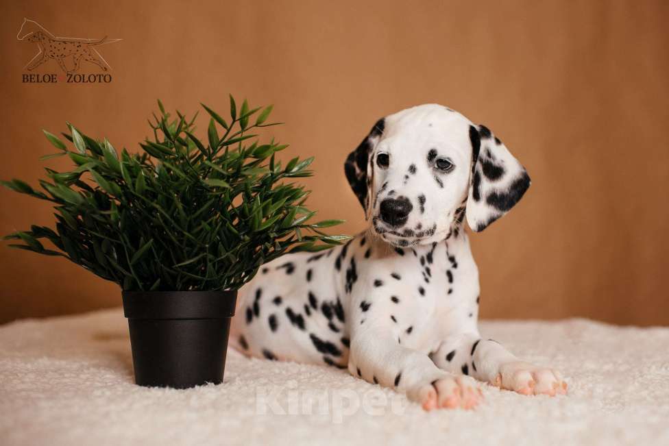 Собаки в Москве: Щенки ДАЛМАТИНА 3,5 месяца Девочка, 100 000 руб. - фото 3