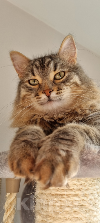 Кошки в Москве: Том и Джерри  Девочка, 7 руб. - фото 4