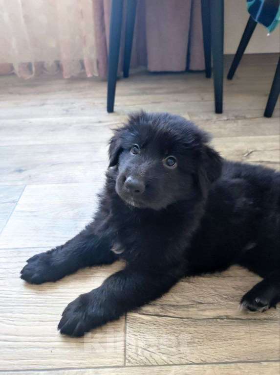 Собаки в Артеме: Щенки чёрной немецкой овчарки - три очаровательные девочки Девочка, 35 000 руб. - фото 2
