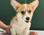 Собаки в Москве: Девочка вельш корги пемброк  Девочка, 50 000 руб. - фото 1