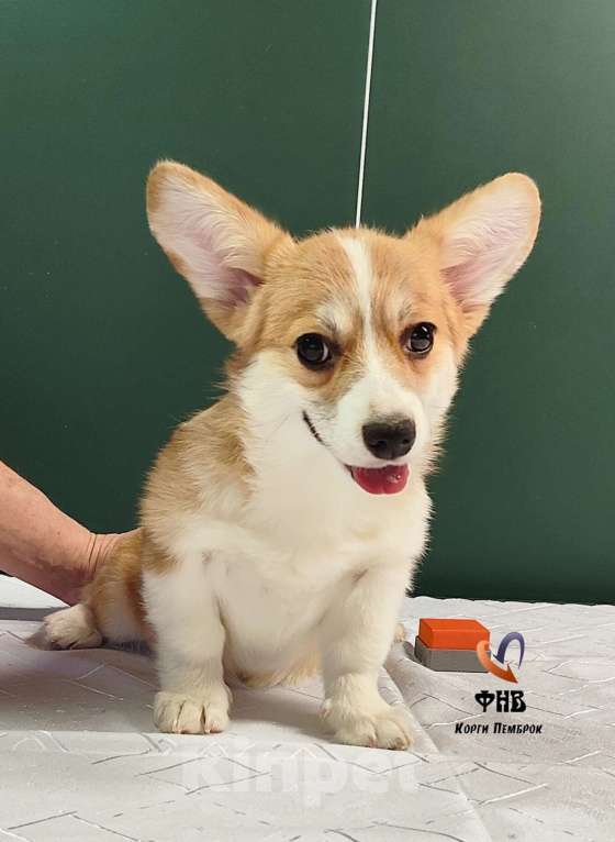 Собаки в Москве: Девочка вельш корги пемброк  Девочка, 50 000 руб. - фото 1