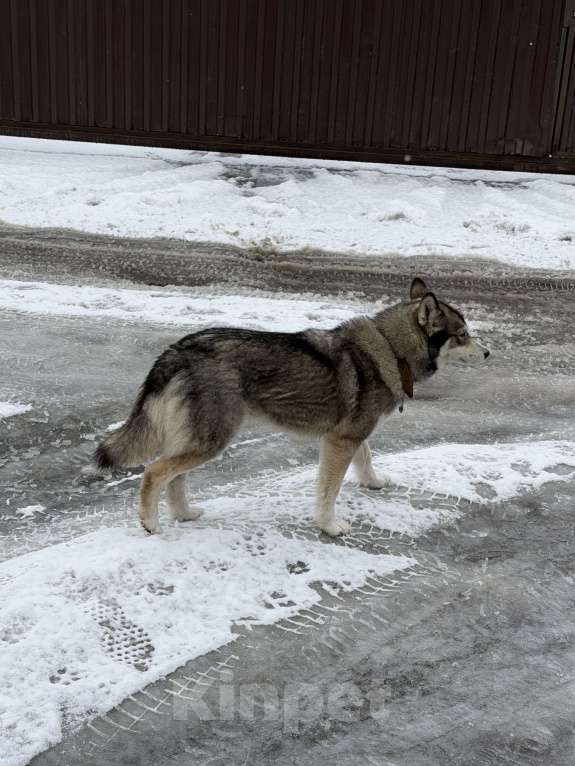 Собаки в Мытищах: Замечена собака Девочка, Бесплатно - фото 2