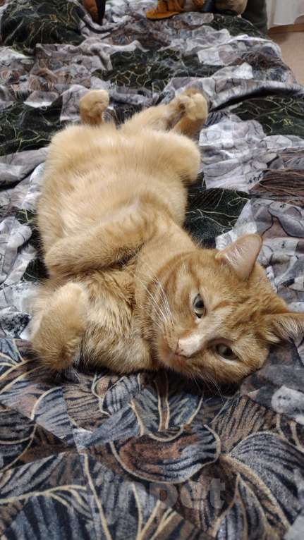 Кошки в Владимире: Отдам в хорошие, добрые руки Мальчик, Бесплатно - фото 6