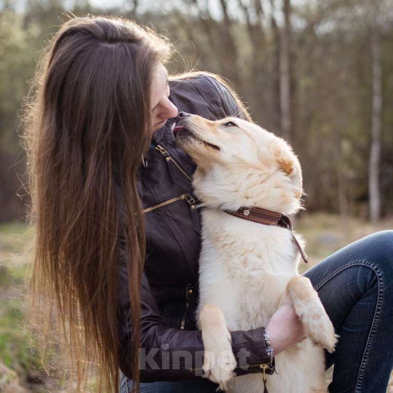 Собаки в Москве: Маленькая собачка, приучена к квартире Девочка, Бесплатно - фото 7