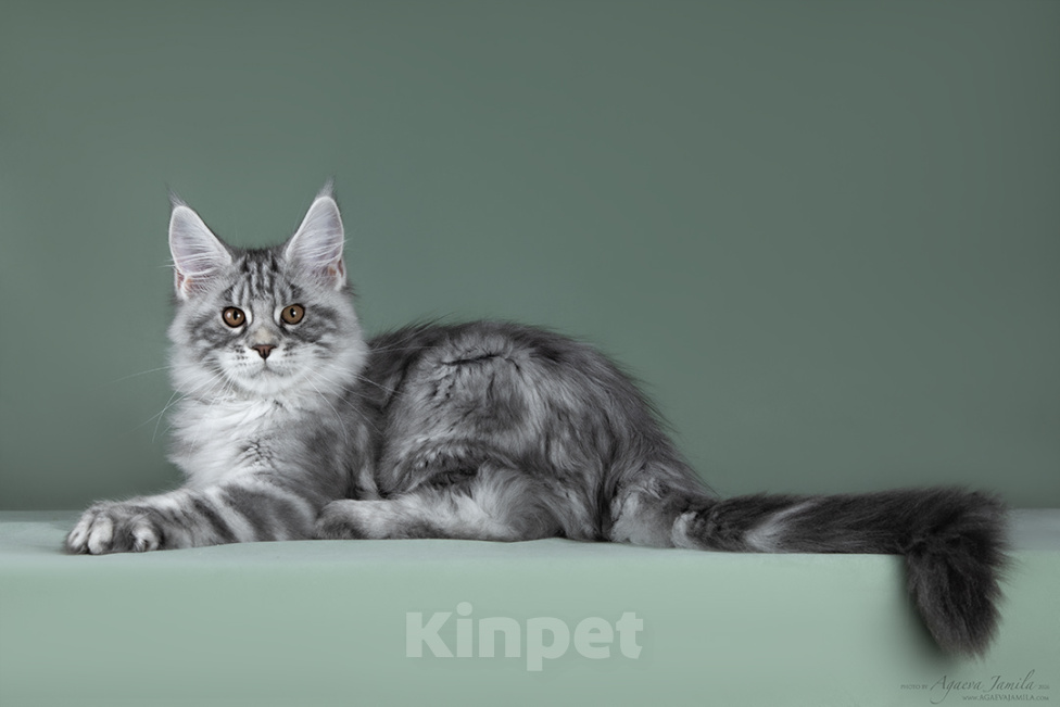 Кошки в Видном: Мейн-кун котенок булочка Ася Девочка, 50 000 руб. - фото 6