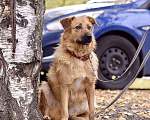 Собаки в Сергиеве Посаде: Изюминка маленькая собачка мечтает стать домашней Девочка, 1 руб. - фото 5
