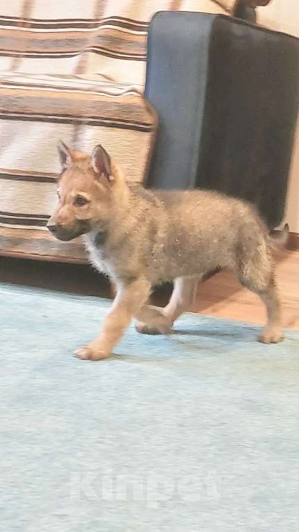 Собаки в Москве: Щенок чехословацкий влчак  Девочка, Бесплатно - фото 6