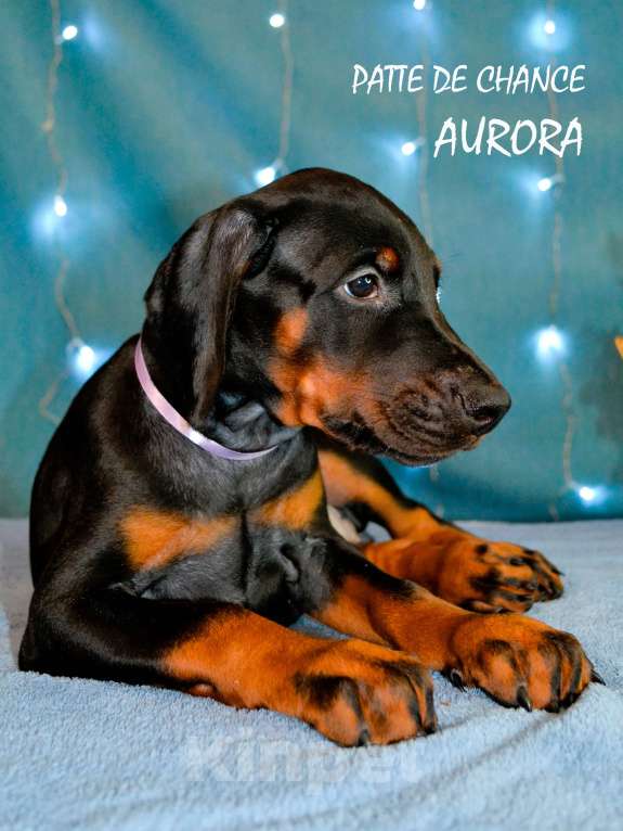 Собаки в Санкт-Петербурге: Щенок добермана Аврора Девочка, 90 000 руб. - фото 4