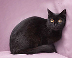 Кошки в Москве: черная кошка Бэти ищет дом Девочка, Бесплатно - фото 6