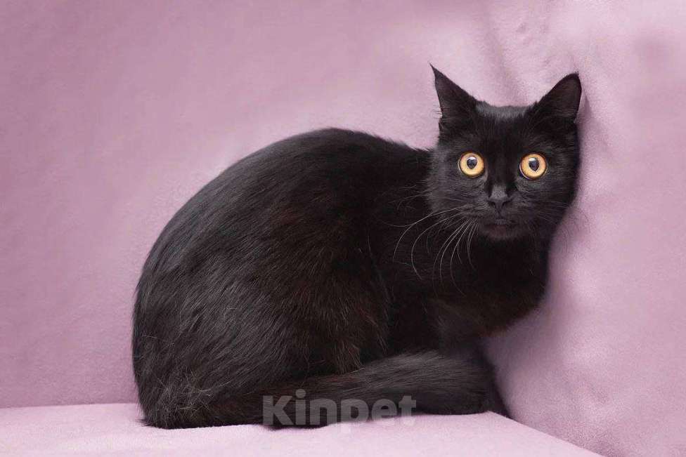 Кошки в Москве: черная кошка Бэти ищет дом Девочка, Бесплатно - фото 6