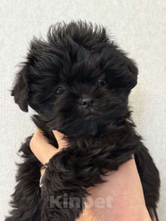 Собаки в Москве: АФФЕНПИНЧЕР Щенки  Мальчик, Бесплатно - фото 6