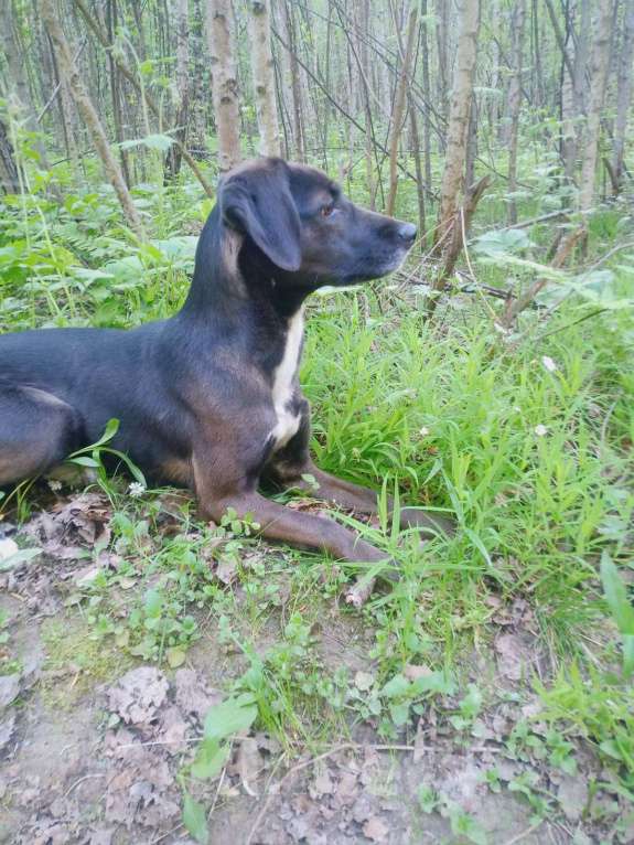 Собаки в других городах Московской области: Пропала Рира! Девочка, 15 000 руб. - фото 2