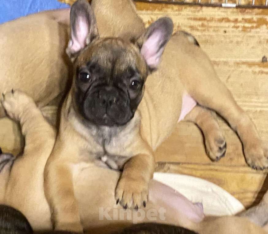 Собаки в Санкт-Петербурге: Шикарная девочка французского бульдога  Девочка, 40 000 руб. - фото 2