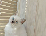 Кошки в Рязани: Котенок 3 Девочка, 8 000 руб. - фото 1