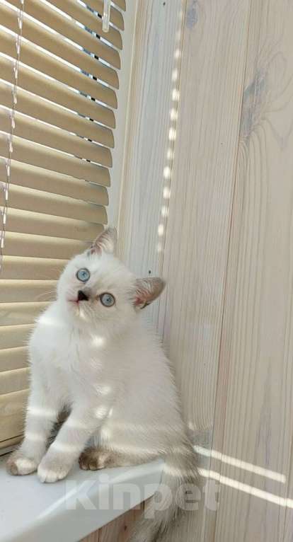 Кошки в Рязани: Котенок 3 Девочка, 8 000 руб. - фото 1