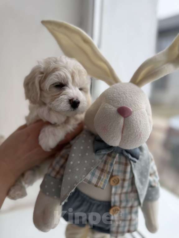 Собаки в Иваново: Той-пудель Мальчик, 80 000 руб. - фото 1