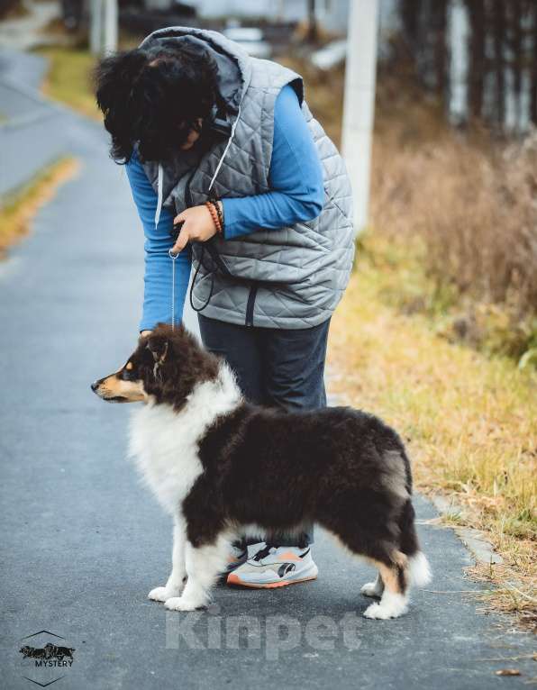 Собаки в других городах Свердловской области: Колли Адмирацион Мальчик, 70 000 руб. - фото 4