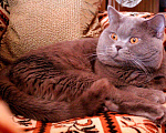 Кошки в Краснодаре: Вязка с британским котом, 1 500 руб. - фото 3