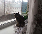 Кошки в Казани: Степашка, 10 000 руб. - фото 3