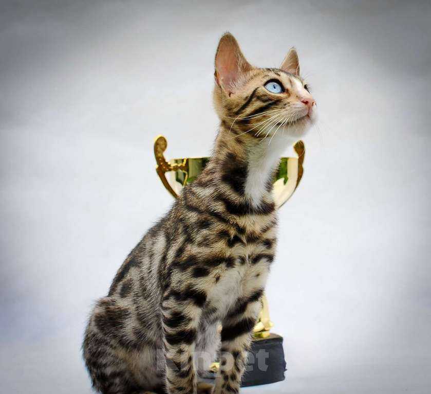 Кошки в Москве: Бенгальский котеное reex Мальчик, 80 000 руб. - фото 3