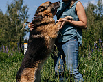 Собаки в Химках: Овчарка Мальчик, Бесплатно - фото 2